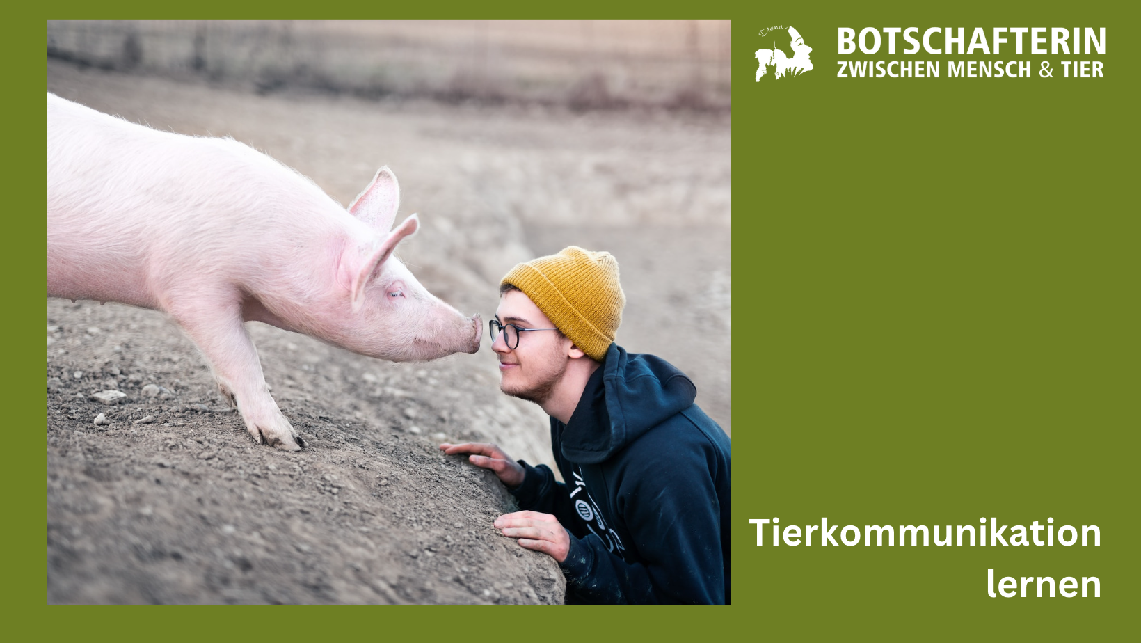 Tierkommunikation , Mann hockt Gesicht an Schnauze mit einem Hausschwein