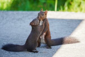 Tierkommunikation 3 decoding whiskers and tails revealing animal signals